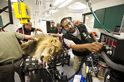 Lion exam at Sacramento zoo