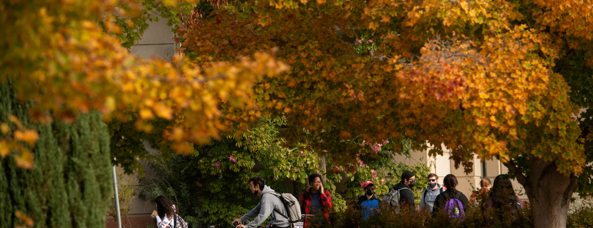 Fall colored trees on campus with students walking