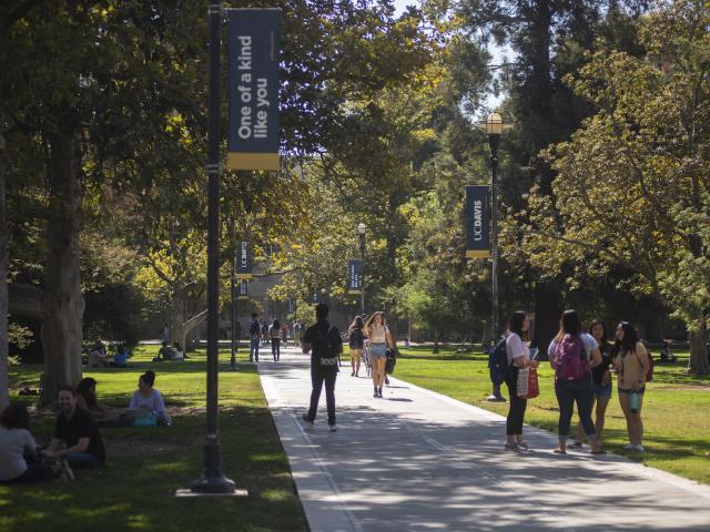 The cement pathway through the UC Davis quad is lined with trees and banners that say "One of a kind like you." Students gather in groups, pairs, or individually, with bikes, talking on phones, greeting each other