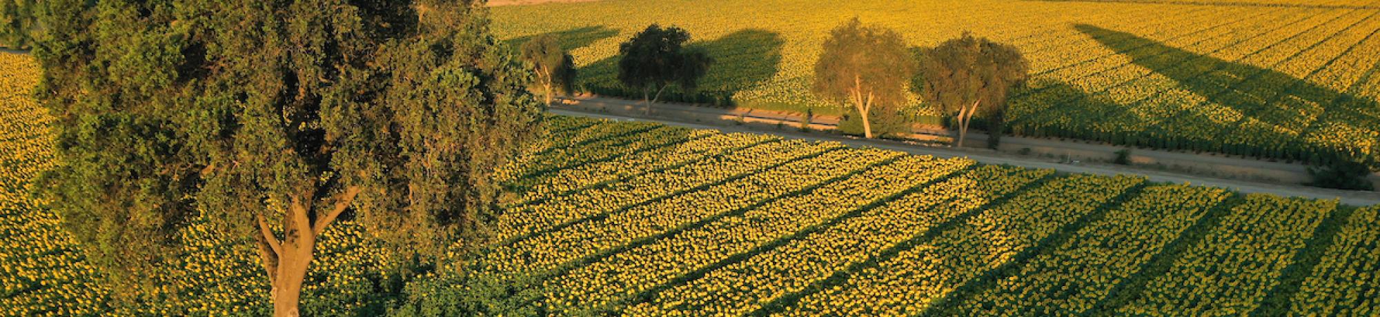 drone picture sunflower field